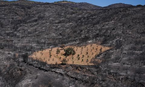 İzmir'deki Yangında Ahmet Türk'ün Bahçesi Korunmayı Başardı