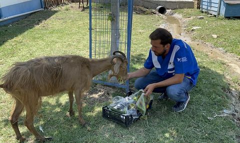 İzmir Yangınlarında Yaralanan Hayvanlar Bursa'da Tedavi Ediliyor