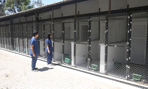 Kahramanmaraş'taki Kapıçam Bakımevi'nin Sokak Hayvanlarına Sağladığı Destek