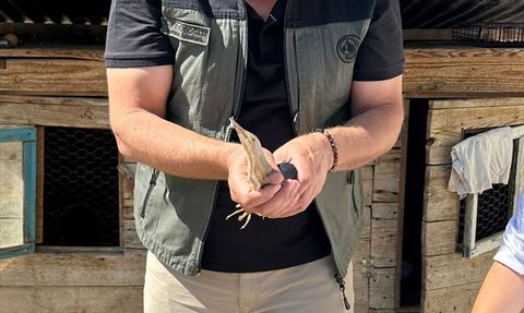 Karabük'te Yaralı Bayağı Balaban Kuşu Kurtarıldı