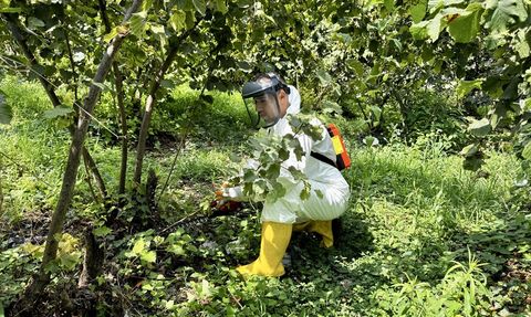 Karadeniz Fındık Üreticileri Hasada Hazırlanıyor