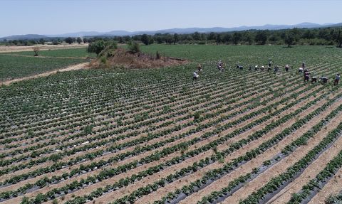 Kazdağları'nın Çilekleri: Yenice'nin Ekonomik Can Damarı