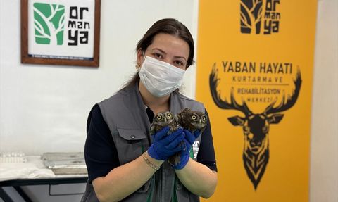 Kocaeli'de Bacadan Kurtarılan İki Baykuş Doğaya Salındı