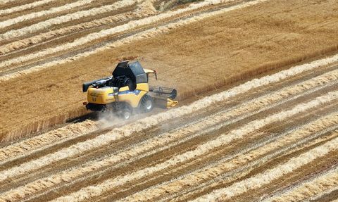 Konya Ovası'nda Buğday ve Arpa Rekoltesinde Kayıplar Bekleniyor