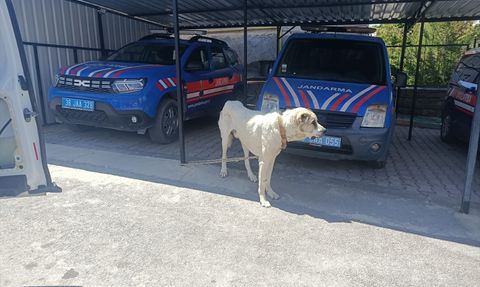 Köpeğini İple Bağlayarak Araç Çektiren Kişiye Ceza