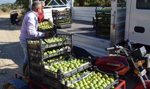 Manisa'da Yediveren İnciri Hasadı Başladı
