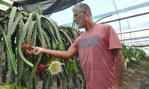 Mersin'de Ejder Meyvesi Hasadı Başladı