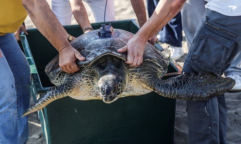 Mersin'de Uydu Takip Cihazı ile İzlenen Yeşil Deniz Kaplumbağası Denize Bırakıldı