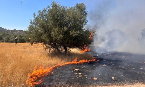 Milas'taki Orman Yangınına Mücadele Devam Ediyor