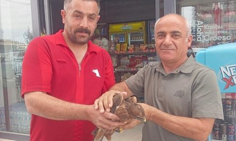 Şırnak'ta Yaralı Kızıl Şahinler Kurtarıldı