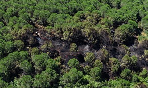 Sultangazi'deki Orman Yangınına Müdahale Devam Ediyor