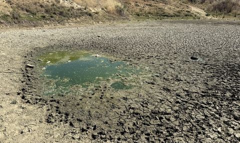 Tekirdağ'da Kuruyan Çakıl Göleti Balıkların Ölümüne Sebep Oldu