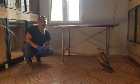 Veteriner, Yaralı Kızıl Şahini Sahiplendi