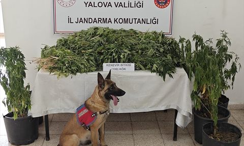 Yalova'da Ormanlık Alanda Hint Keneviri Yetiştiren Şüpheli Tutuklandı