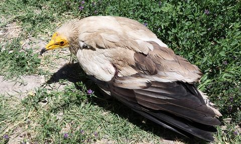 Yaralı Beyaz Akbaba Malatya'da Tedavi Altına Alındı