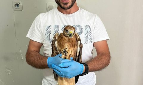 Yaralı Şahin Erzurum'da Doğaya Salındı