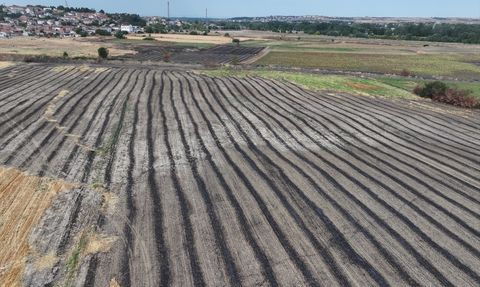 Anız Yakmanın Zararları: Toprağı Çöle Dönüştürmek