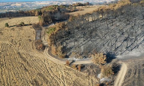 Anızı Toprağa Karıştırmak Orman Yangınlarını Önleyebilir
