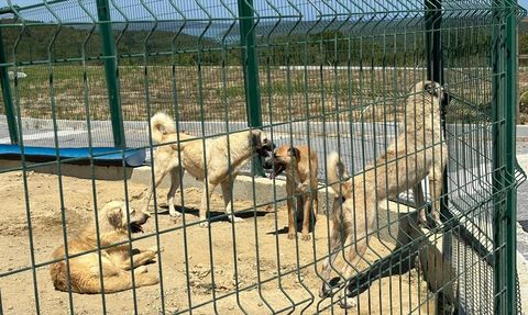Arnavutköy'de Sahipsiz Hayvanlar Toplanıyor