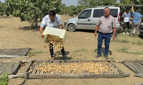 Aydın'da Sezonun İlk Kuru İnciri Satışa Sunuldu