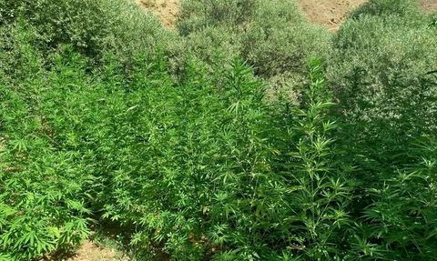 Bingöl'de 1040 Kök Hint Keneviri Ele Geçirildi