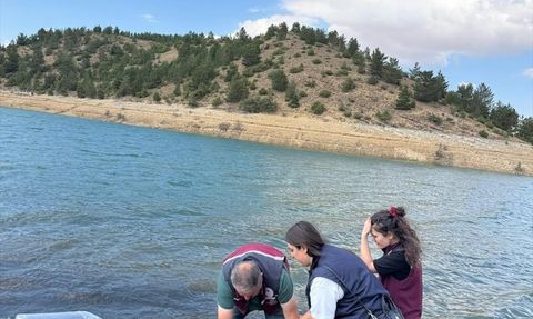 Çankırı'da 626 Bin Sazan Yavrusu Su Kaynaklarına Salındı