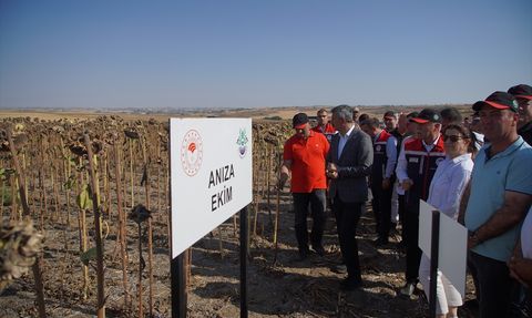 Edirne'de Kuraklığa Dayanıklı Ayçiçeği Yetiştiriciliği Üzerine Denemeler