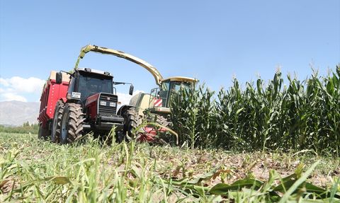 Erzincan'da Silajlık Mısır Üretimi Hayvancılığı Güçlendiriyor