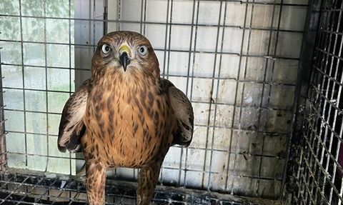 Erzurum'da Kızıl Şahin Doğaya Kavuştu