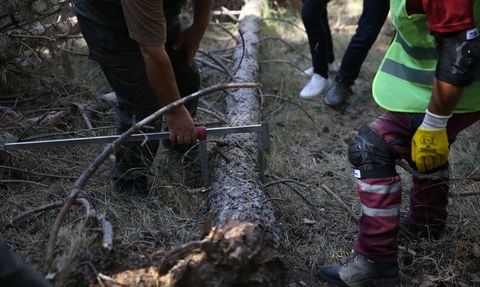 Erzurum Ormanlarında Yangın Öncesi Seyreltme Çalışmaları Başlatıldı