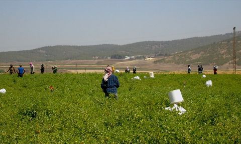 Gaziantep'te Kırmızı Biber Hasadı Başladı