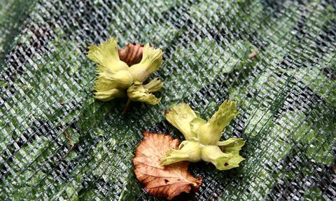 Giresun'da Fındık Hasadında Yenilik: File Örtü Desteği