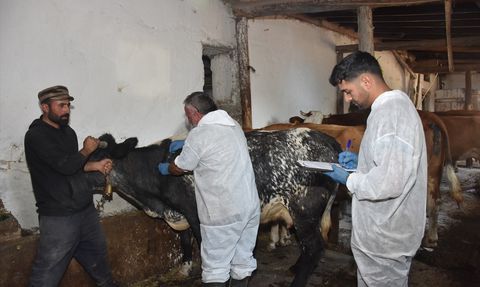 Gümüşhane'de Şap Hastalığına Karşı Aşılama Çalışmaları Devam Ediyor
