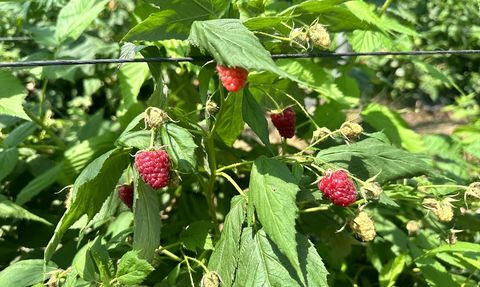 Isparta'da Ahududu Hasadı Yaygınlaşıyor