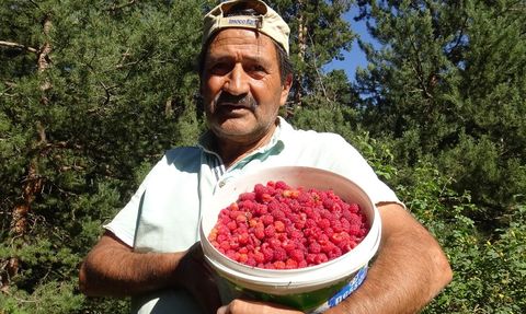 Kars'ta Doğal Böğürtlen Hasadı Başladı