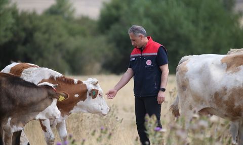 Kars'ta Şap Hastalığı ile Mücadele ve Yeniden Meralara Dönüş