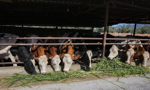Kuraklık İzmir'deki Besicileri Sorgum Sudan Otuna Yöneltti