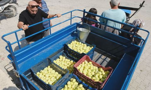Mersin'de Beyaz İncir Hasadı Devam Ediyor