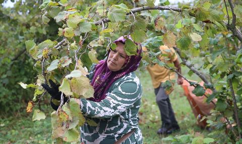 Ordu'da Fındık Hasadı Başladı