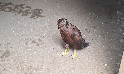 Samsun'da Yaralı Bozkır Şahini Tedavi Ediliyor