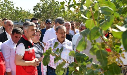 Şanlıurfa'da Antep Fıstığı Hasadı