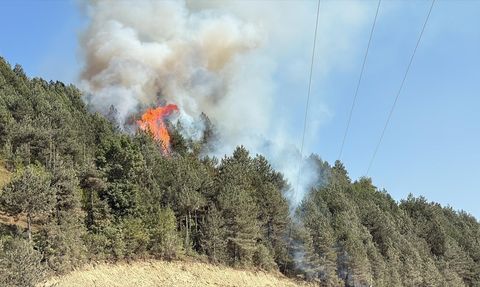 Sinop'ta Orman Yangınına Müdahele