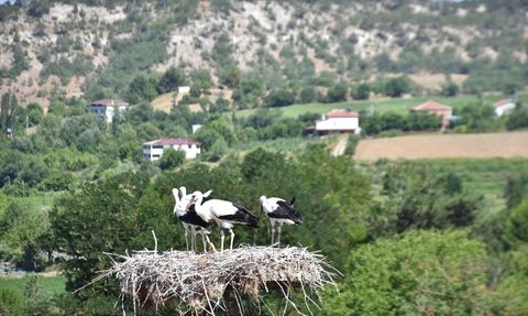 Sinop'taki Leylek Göçü Bu Yıl Gecikti
