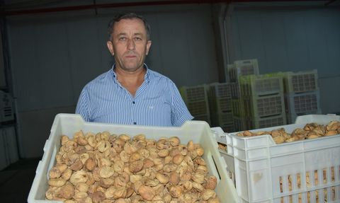 Tariş'ten Kuru İncir Alım Fiyatları Açıklaması