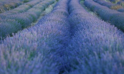 Uşak'ta Mor Bahçeler ile Lavanta Üretimi Artıyor
