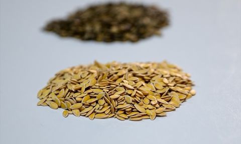 Batı Akdeniz Hububat İhracatında Rekor Artış