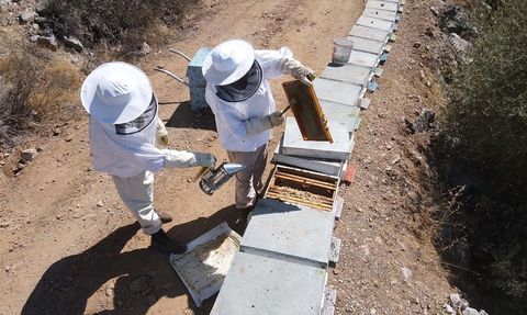 Bodrum'da Baba-Oğul Arıcılık Geleneği ve Ürün Çeşitliliği