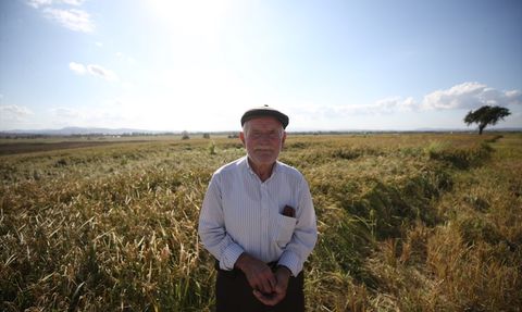 Çanakkale'de Çeltik Hasadı Tarla Günü Etkinliği