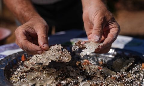 İzmir'de Sakız Ağaçları 15 Yılda 100 Kat Arttı