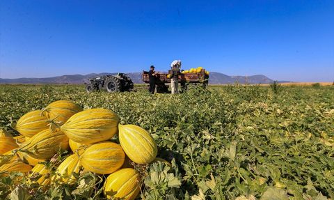 Kırkağaç Kavununda Hasat Dönemi Devam Ediyor